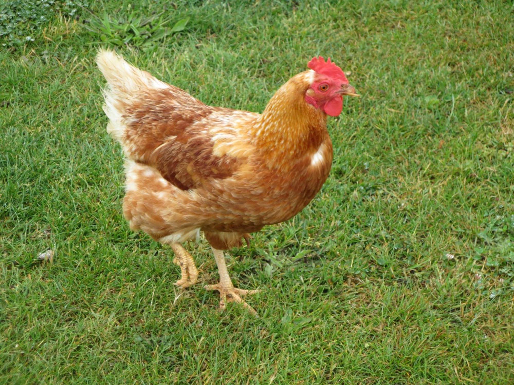 Gite Paimpol Le Poullou Екстериор снимка